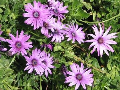 primaryPic_flower2.jpg primaryPic_flower2.jpg